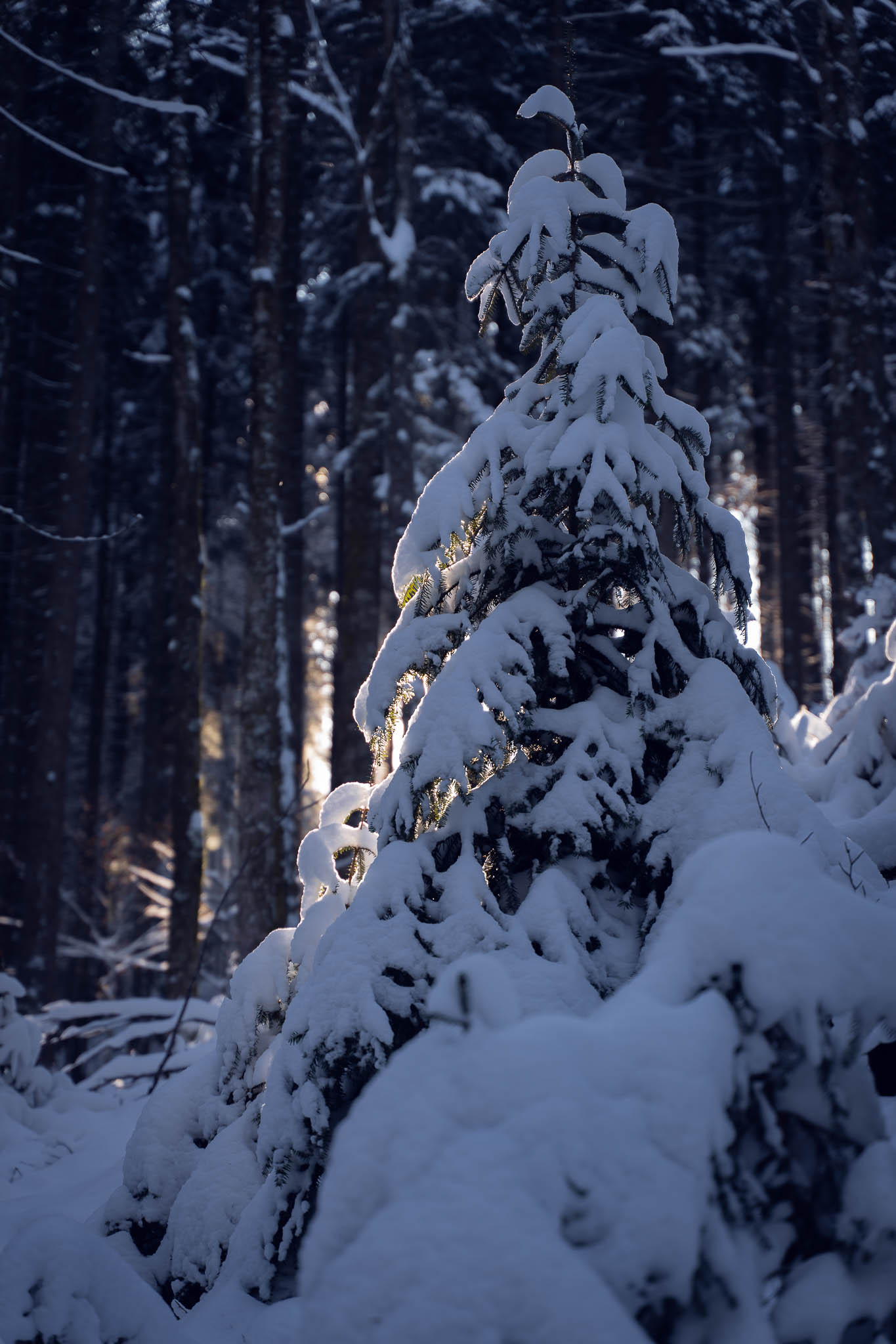 2025_11_21_Blankensteinhuette_Web-49